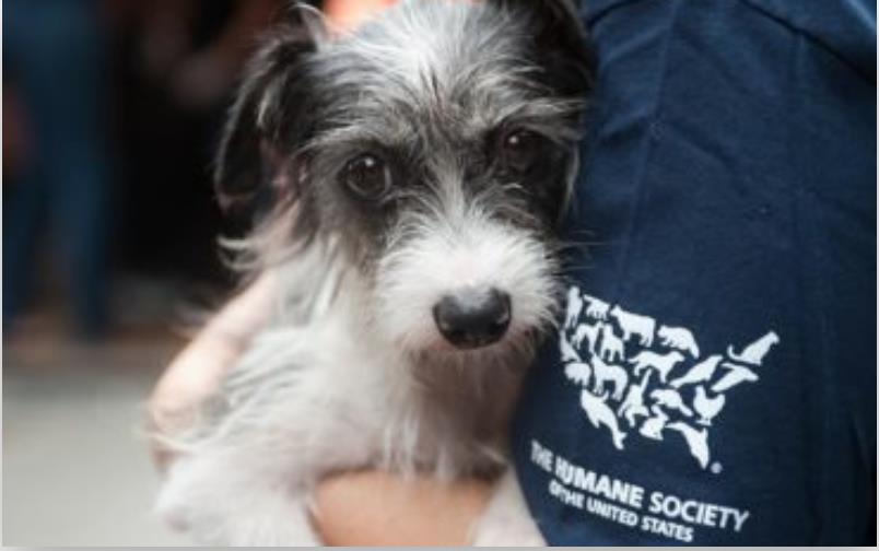 MMB tapped for new Humane Society and ALS campaigns